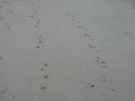 Girls ...Paw Prints At The Beach